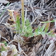 Erodium cicutarium at Holt, ACT - 30 Aug 2020 01:52 PM