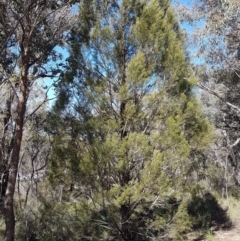 Callitris endlicheri (Black Cypress Pine) at Queanbeyan West, NSW - 30 Aug 2020 by tpreston