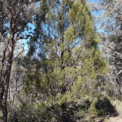 Callitris endlicheri (Black Cypress Pine) at Queanbeyan West, NSW - 30 Aug 2020 by tpreston