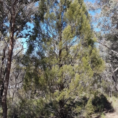 Callitris endlicheri (Black Cypress Pine) at Bicentennial Park - 30 Aug 2020 by tpreston