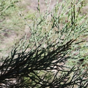 Callitris endlicheri at Queanbeyan West, NSW - 30 Aug 2020