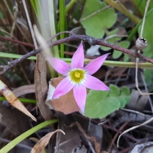 Romulea rosea var. australis at Queanbeyan West, NSW - 30 Aug 2020