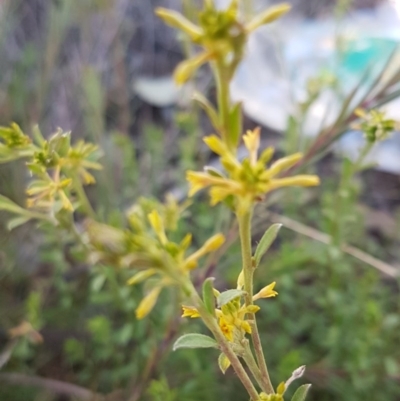 Pimelea curviflora (Curved Rice-flower) at Queanbeyan West, NSW - 30 Aug 2020 by trevorpreston