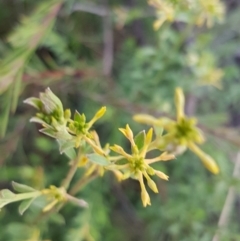 Pimelea curviflora at Queanbeyan West, NSW - 30 Aug 2020