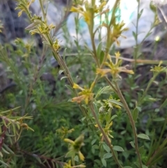 Pimelea curviflora at Queanbeyan West, NSW - 30 Aug 2020