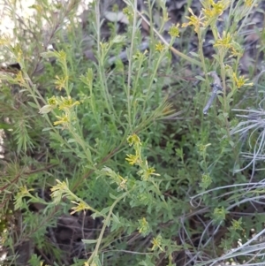 Pimelea curviflora at Queanbeyan West, NSW - 30 Aug 2020