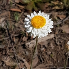 Leucochrysum albicans subsp. tricolor (Hoary Sunray) at Queanbeyan West, NSW - 30 Aug 2020 by tpreston