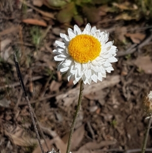 Leucochrysum albicans subsp. tricolor at Queanbeyan West, NSW - 30 Aug 2020 01:07 PM