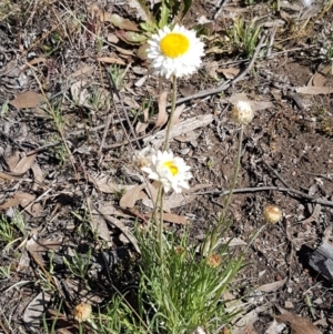 Leucochrysum albicans subsp. tricolor at Queanbeyan West, NSW - 30 Aug 2020 01:07 PM