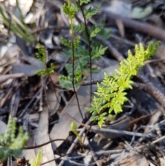 Cheilanthes sp. (Rock Fern) at Queanbeyan West, NSW - 30 Aug 2020 by tpreston