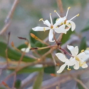 Bursaria spinosa at Queanbeyan West, NSW - 30 Aug 2020 01:02 PM