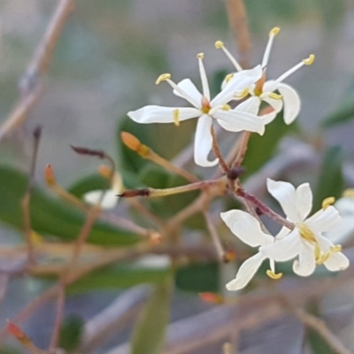 Bursaria spinosa (Native Blackthorn, Sweet Bursaria) at Bicentennial Park - 30 Aug 2020 by tpreston