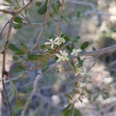 Bursaria spinosa at Queanbeyan West, NSW - 30 Aug 2020 01:02 PM