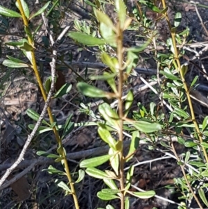 Bursaria spinosa at Queanbeyan West, NSW - 30 Aug 2020 01:02 PM