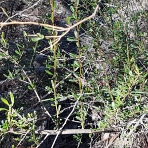 Bursaria spinosa at Queanbeyan West, NSW - 30 Aug 2020 01:02 PM