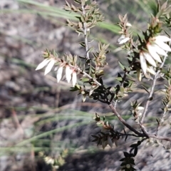 Styphelia fletcheri subsp. brevisepala (Twin Flower Beard-Heath) at Bicentennial Park - 30 Aug 2020 by trevorpreston