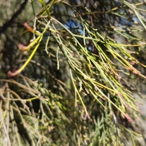 Exocarpos cupressiformis at Queanbeyan West, NSW - 30 Aug 2020