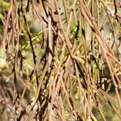 Exocarpos cupressiformis at Queanbeyan West, NSW - 30 Aug 2020