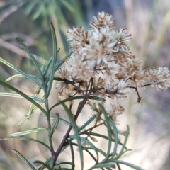 Cassinia quinquefaria (Rosemary Cassinia) at Bicentennial Park - 30 Aug 2020 by tpreston