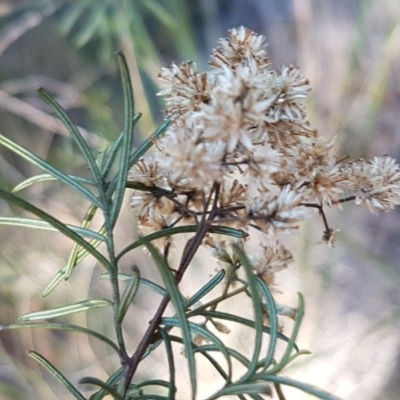 Cassinia quinquefaria (Rosemary Cassinia) at Bicentennial Park - 30 Aug 2020 by tpreston