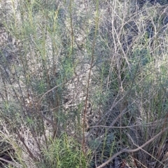 Cassinia quinquefaria at Queanbeyan West, NSW - 30 Aug 2020