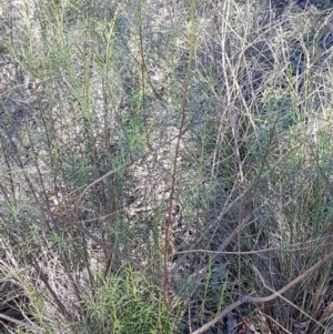 Cassinia quinquefaria at Queanbeyan West, NSW - 30 Aug 2020 12:55 PM