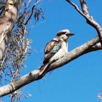 Dacelo novaeguineae (Laughing Kookaburra) at Queanbeyan West, NSW - 30 Aug 2020 by tpreston