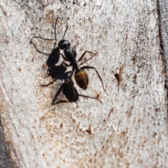 Camponotus aeneopilosus at Carwoola, NSW - 30 Aug 2020