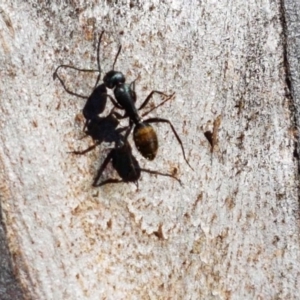 Camponotus aeneopilosus at Carwoola, NSW - 30 Aug 2020 12:37 PM