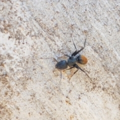 Camponotus aeneopilosus at Carwoola, NSW - 30 Aug 2020 12:37 PM