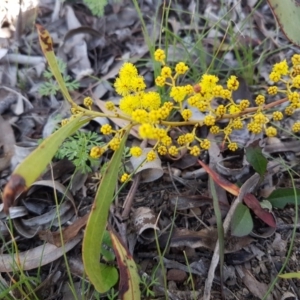 Acacia pycnantha at Carwoola, NSW - 30 Aug 2020 12:33 PM