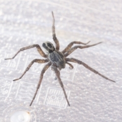 Lycosidae (family) (Unidentified wolf spider) at Higgins, ACT - 30 Aug 2020 by AlisonMilton