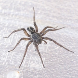 Lycosidae (family) at Higgins, ACT - 30 Aug 2020