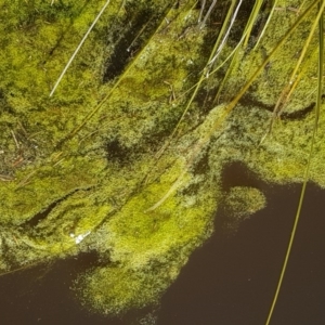 Alga / Cyanobacterium at Carwoola, NSW - 30 Aug 2020