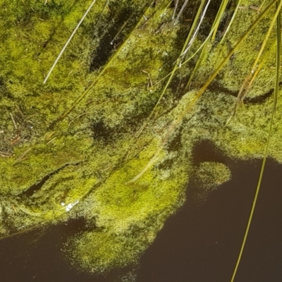 Alga / Cyanobacterium at Carwoola, NSW - 30 Aug 2020 by tpreston