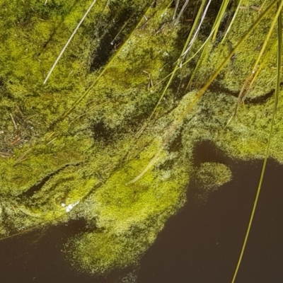 Alga / Cyanobacterium at Carwoola, NSW - 30 Aug 2020 by trevorpreston