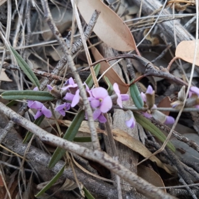 Hovea heterophylla (Common Hovea) at Carwoola, NSW - 30 Aug 2020 by tpreston