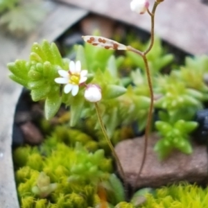 Erophila verna subsp. verna at Carwoola, NSW - 30 Aug 2020