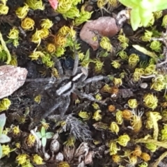 Lycosidae (family) (Unidentified wolf spider) at Carwoola, NSW - 30 Aug 2020 by tpreston