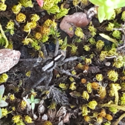 Lycosidae (family) (Wolf spider) at Carwoola, NSW - 30 Aug 2020 by trevorpreston