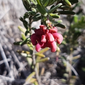 Grevillea lanigera at Carwoola, NSW - 30 Aug 2020 11:54 AM