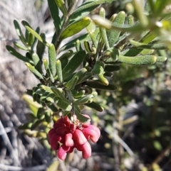 Grevillea lanigera at Carwoola, NSW - 30 Aug 2020 11:54 AM