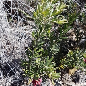 Grevillea lanigera at Carwoola, NSW - 30 Aug 2020