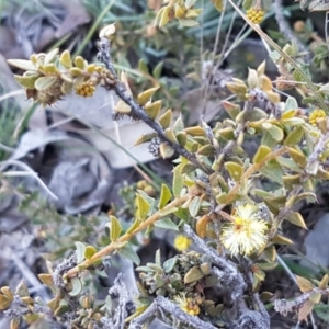 Acacia gunnii at Carwoola, NSW - 30 Aug 2020