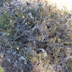 Acacia gunnii at Carwoola, NSW - 30 Aug 2020