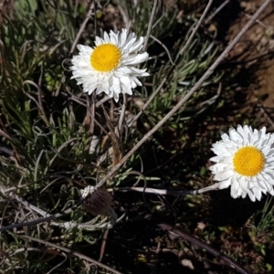 Leucochrysum albicans subsp. tricolor at Carwoola, NSW - 30 Aug 2020 11:41 AM