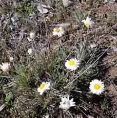 Leucochrysum albicans subsp. tricolor at Carwoola, NSW - 30 Aug 2020 11:41 AM