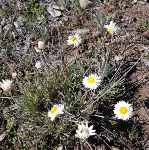 Leucochrysum albicans subsp. tricolor at Carwoola, NSW - 30 Aug 2020