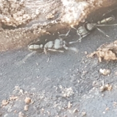 Rhytidoponera sp. (genus) at Carwoola, NSW - 30 Aug 2020