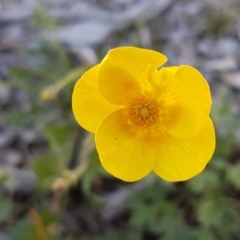 Ranunculus lappaceus (Australian Buttercup) at Carwoola, NSW - 30 Aug 2020 by tpreston